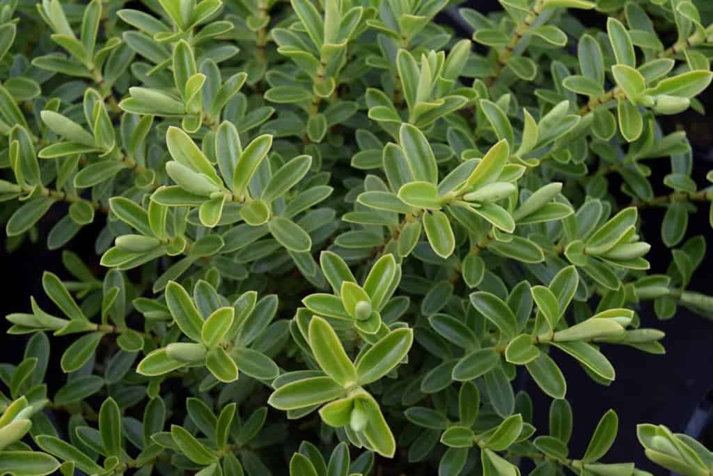 Hebe rakaiensis 10-15 cm